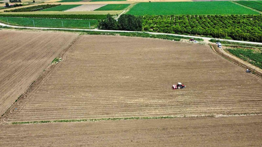 Tarsus’ta Soya Fasulyesi Ekimi Yapıldı