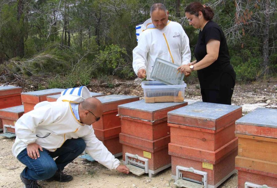 Kilosu 400 Tl, Milyonlarca Arı 100 Gramını Bir Günde Topluyor