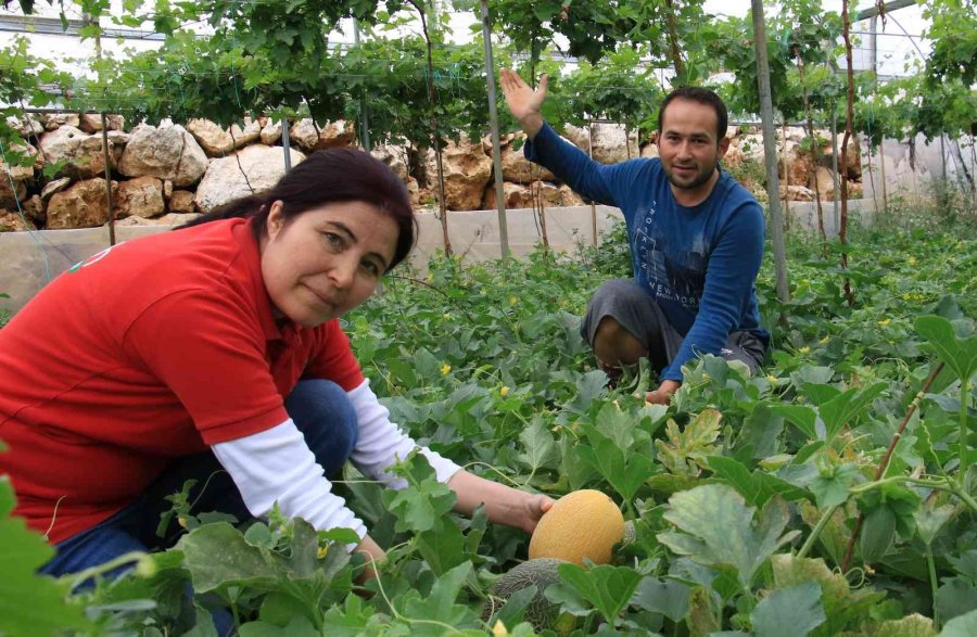 Üreticiye Çifte Kazanç, Örtü Altında Aynı Anda İki Ürün