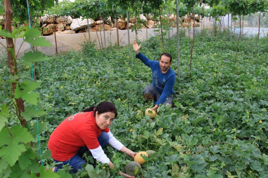 Üreticiye Çifte Kazanç, Örtü Altında Aynı Anda İki Ürün