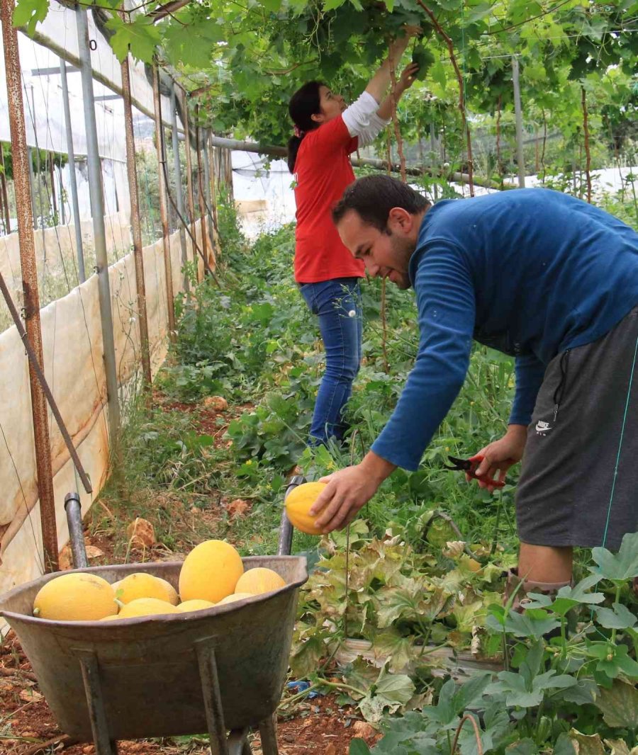 Üreticiye Çifte Kazanç, Örtü Altında Aynı Anda İki Ürün