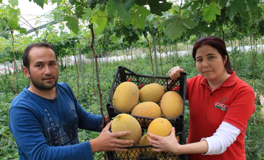 Üreticiye Çifte Kazanç, Örtü Altında Aynı Anda İki Ürün