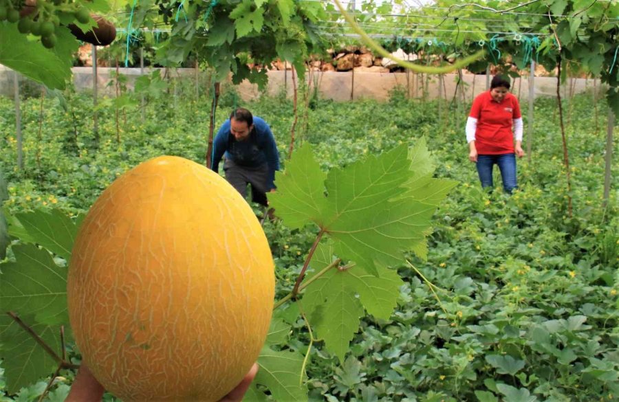 Üreticiye Çifte Kazanç, Örtü Altında Aynı Anda İki Ürün