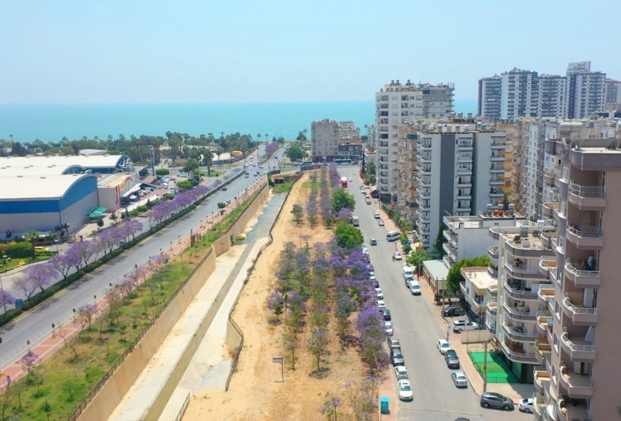 Jakaranda Korulukları Görsel Şölen Oluşturuyor