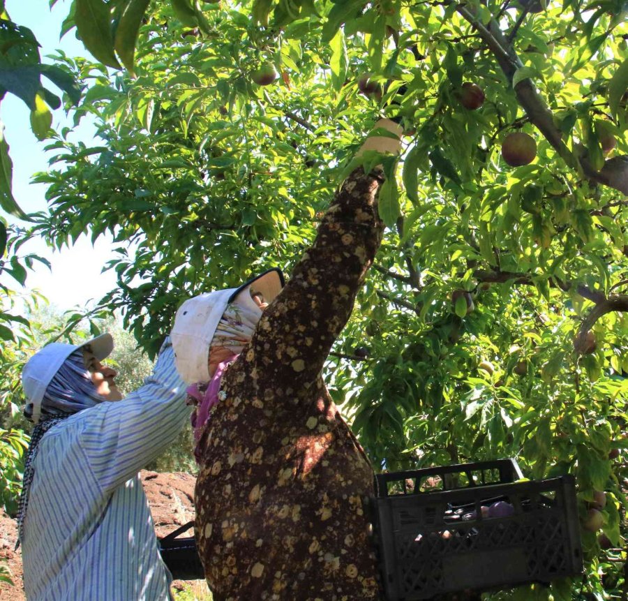 Siyah Erikte İlk Hasat