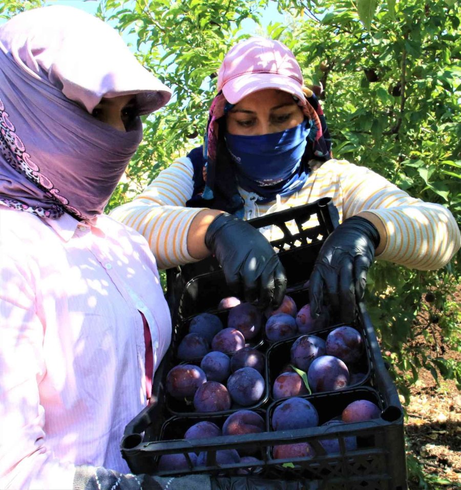 Siyah Erikte İlk Hasat