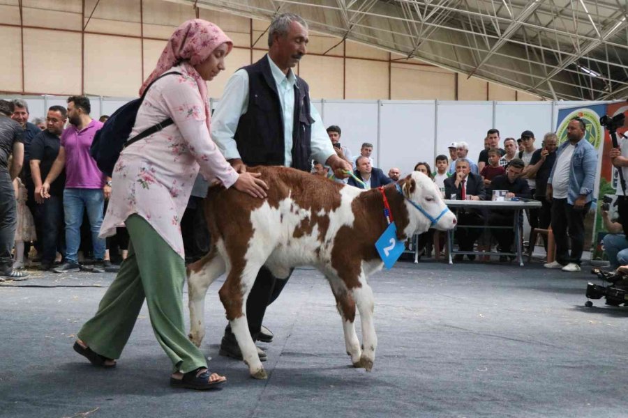 Kuzu Ve Buzağılar Güzellikte Yarıştı