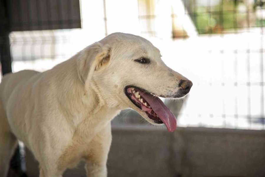 Sahipsiz Köpek Tedavi Edildi