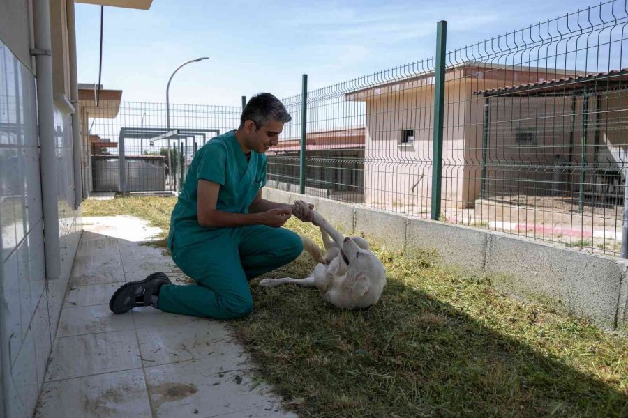 Sahipsiz Köpek Tedavi Edildi