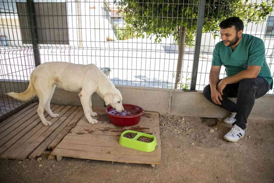 Sahipsiz Köpek Tedavi Edildi