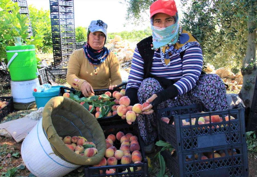 Erkenci Şeftali Üreticisinin Yüzünü Güldürdü