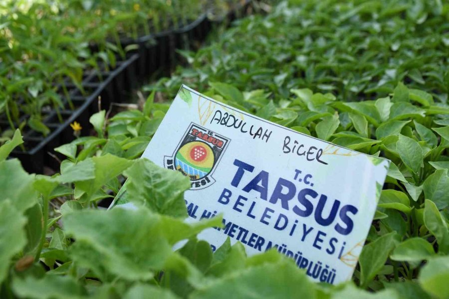 Tarsus Belediyesi, Çiftçilere 2 Milyon Yazlık Fide Dağıttı