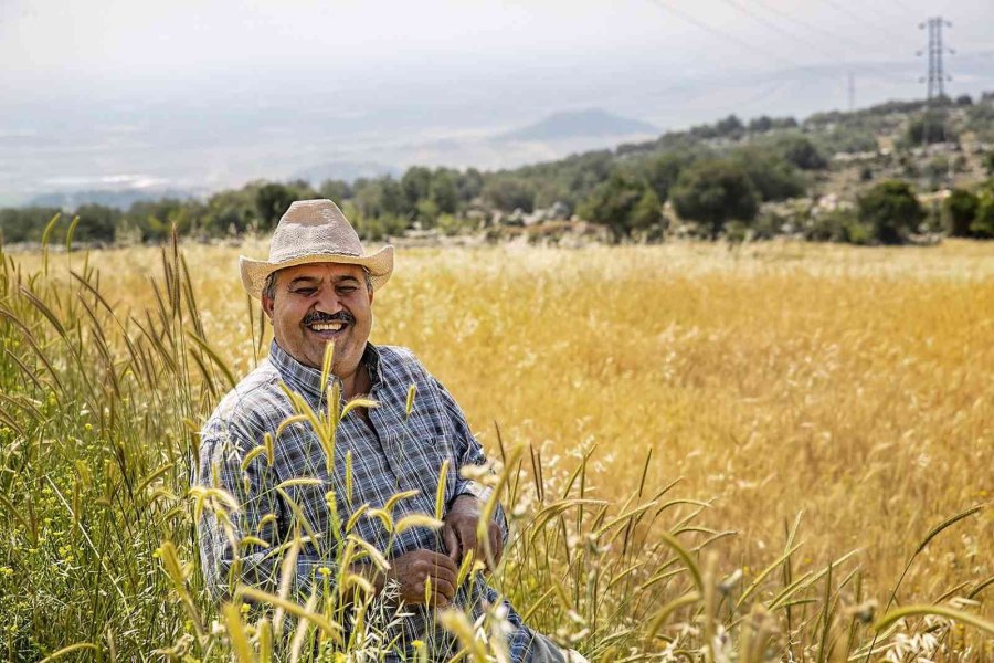 Mersin’de Üreticilere Kuraklığa Dayanıklı Buğday Tohumu Dağıtıldı