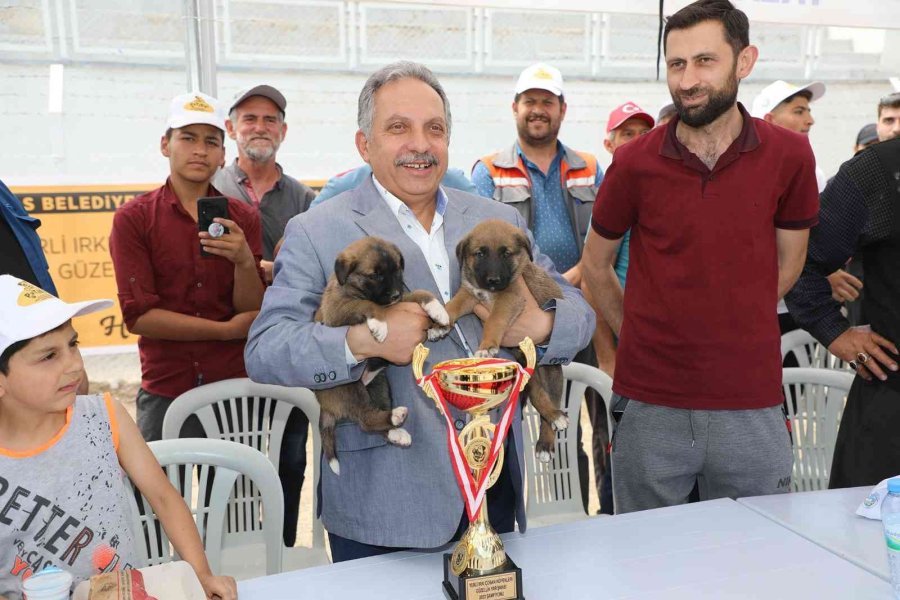 Anadolu Çoban Köpekleri Güzellik Yarışması