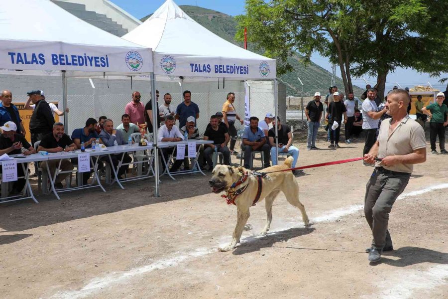 Anadolu Çoban Köpekleri Güzellik Yarışması