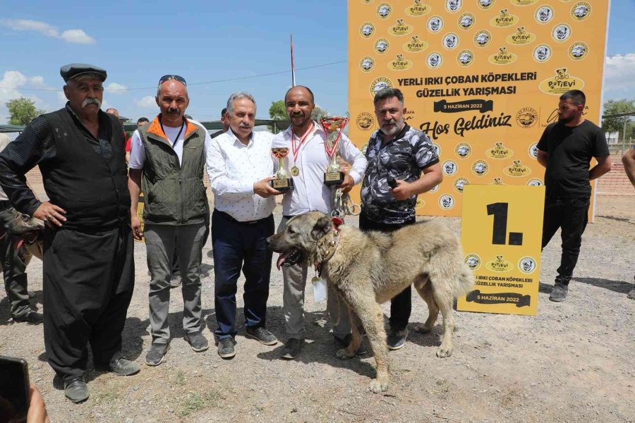 Anadolu Çoban Köpekleri Güzellik Yarışması