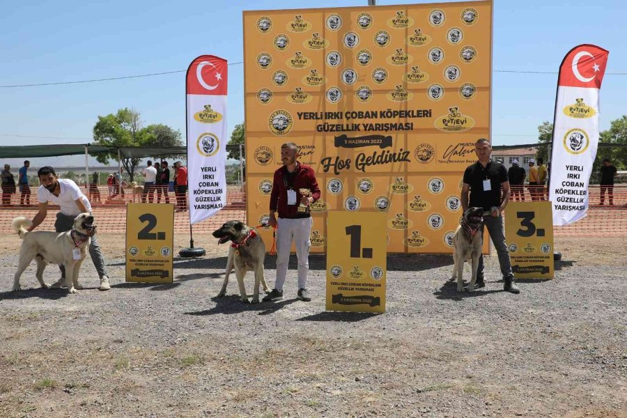 Anadolu Çoban Köpekleri Güzellik Yarışması