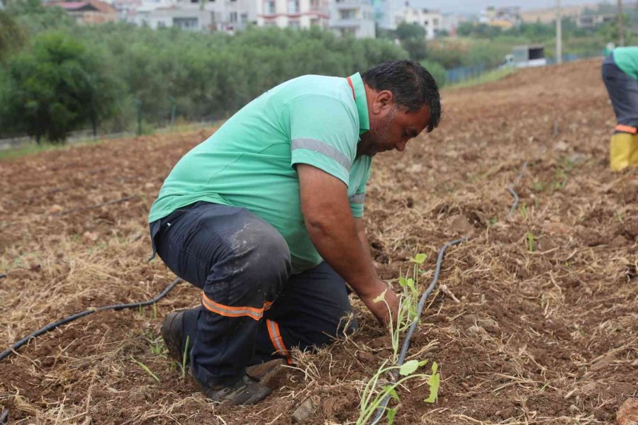 Toroslar Belediyesi, Ata Tohumlarını Koruma Altına Aldı