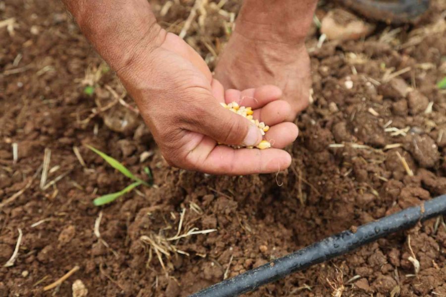 Toroslar Belediyesi, Ata Tohumlarını Koruma Altına Aldı