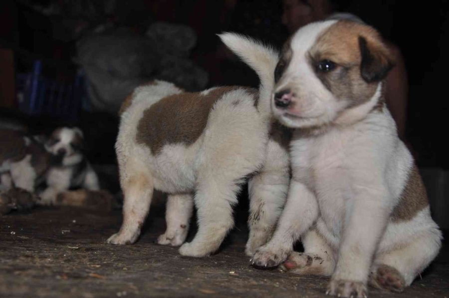 Sokak Köpeği İle Yavrularına Sahip Çıktı