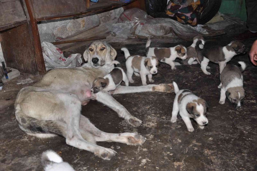 Sokak Köpeği İle Yavrularına Sahip Çıktı