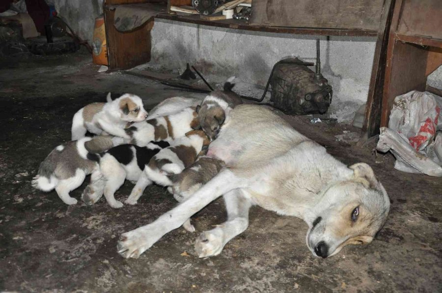 Sokak Köpeği İle Yavrularına Sahip Çıktı