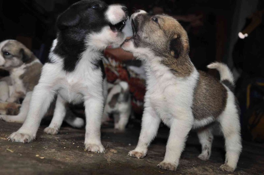 Sokak Köpeği İle Yavrularına Sahip Çıktı