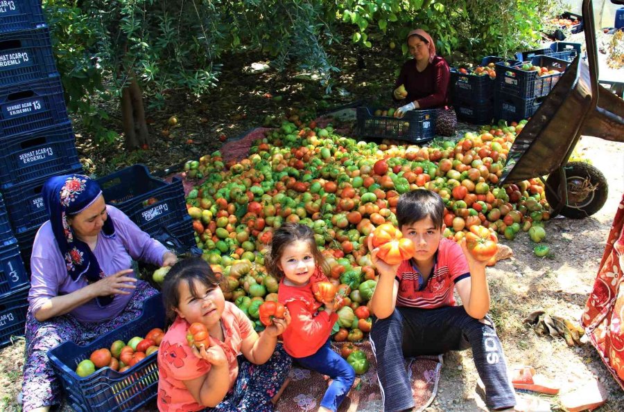 Ata Tohumu Bereketi: 6 Aydır Domates Hasadı Yapıyor Bitmek Bilmiyor