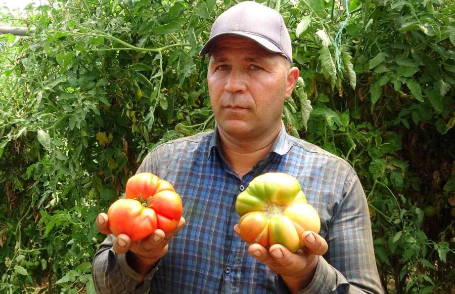 Ata Tohumu Bereketi: 6 Aydır Domates Hasadı Yapıyor Bitmek Bilmiyor