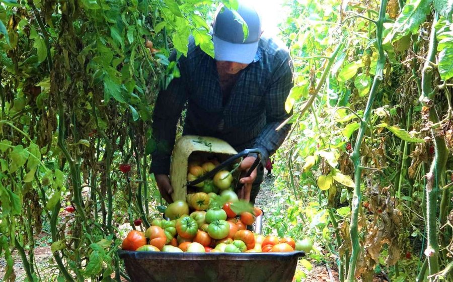 Ata Tohumu Bereketi: 6 Aydır Domates Hasadı Yapıyor Bitmek Bilmiyor