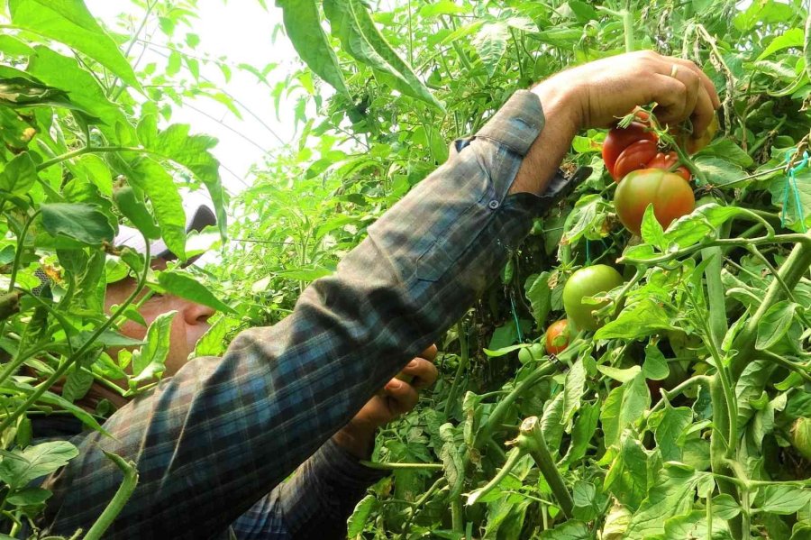 Ata Tohumu Bereketi: 6 Aydır Domates Hasadı Yapıyor Bitmek Bilmiyor