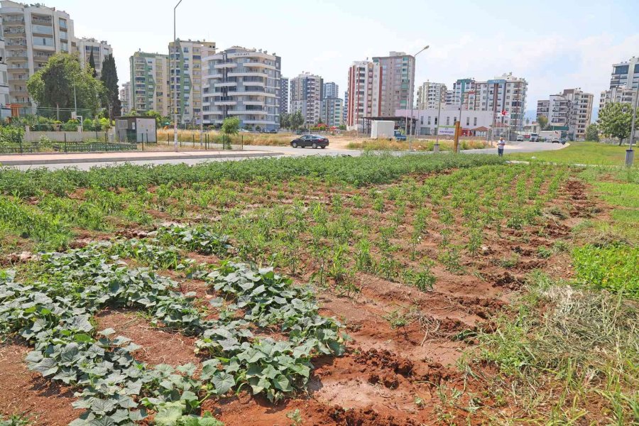 Bu Bahçeden Sebze Toplamak Ücretsiz