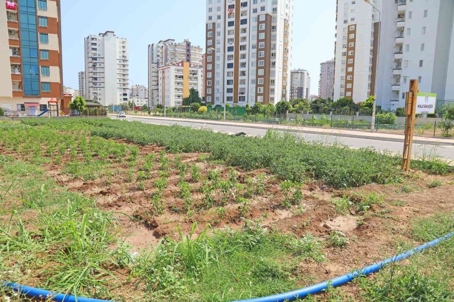 Bu Bahçeden Sebze Toplamak Ücretsiz