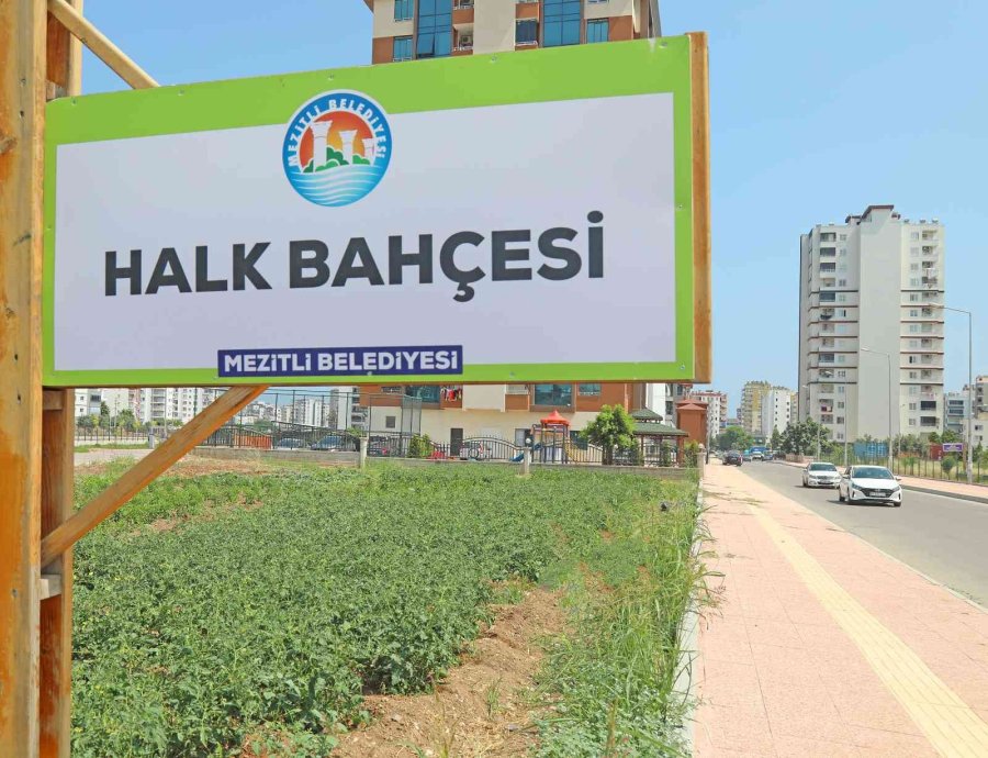 Bu Bahçeden Sebze Toplamak Ücretsiz