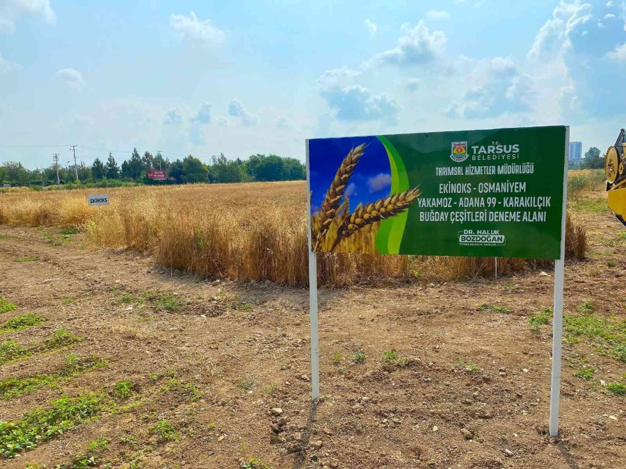 Tarsus’ta Belediye Arazilerine Ekilen Buğdaylar Hasat Edildi