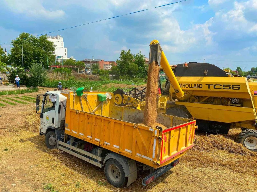 Tarsus’ta Belediye Arazilerine Ekilen Buğdaylar Hasat Edildi