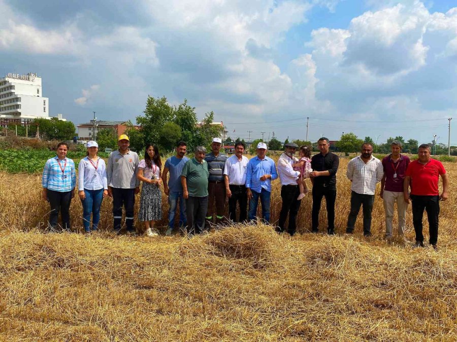 Tarsus’ta Belediye Arazilerine Ekilen Buğdaylar Hasat Edildi