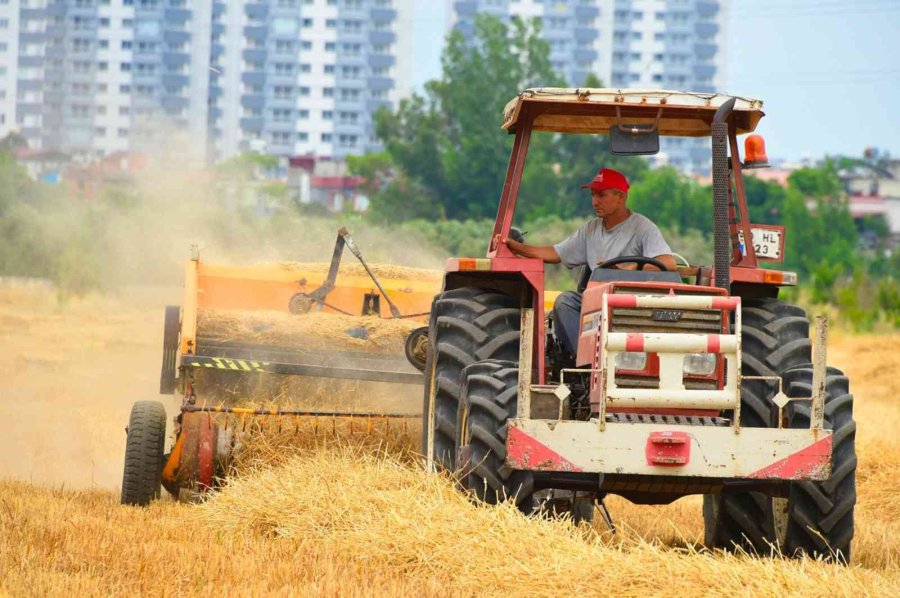 Tarsus Belediyesi, Hayvan Üreticilerine 22 Ton Saman Balyası Dağıtacak