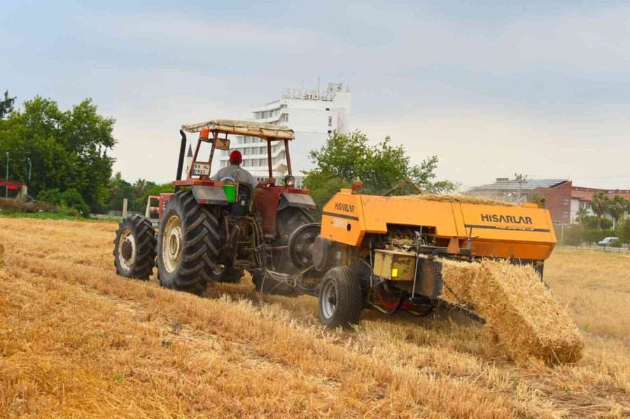 Tarsus Belediyesi, Hayvan Üreticilerine 22 Ton Saman Balyası Dağıtacak