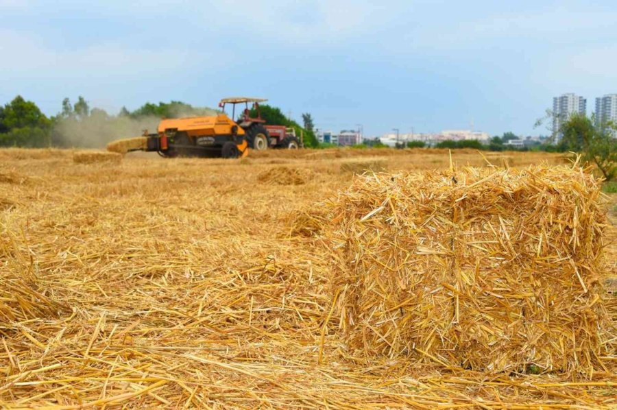 Tarsus Belediyesi, Hayvan Üreticilerine 22 Ton Saman Balyası Dağıtacak