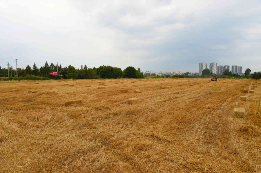 Tarsus Belediyesi, Hayvan Üreticilerine 22 Ton Saman Balyası Dağıtacak