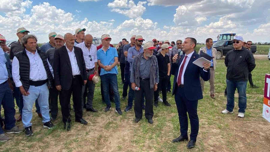 Konya’da Tarla Günü’nde Yeni Hububat Çeşitleri Tanıtıldı