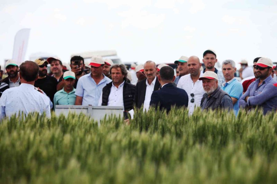 Konya’da Tarla Günü’nde Yeni Hububat Çeşitleri Tanıtıldı