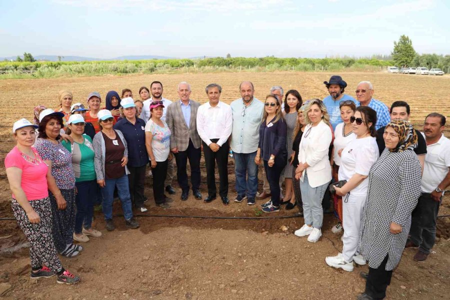 Akdeniz’de Şeker Otu Yetiştirilecek