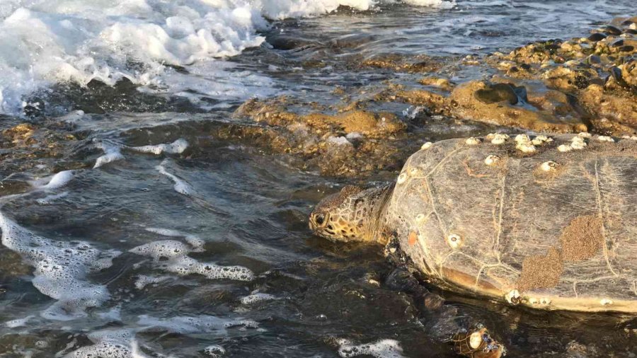 Binlerce Yavru Kaplumbağa Denizle Buluşacak