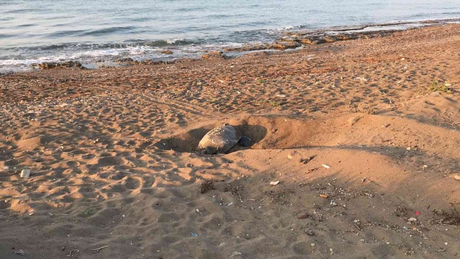 Binlerce Yavru Kaplumbağa Denizle Buluşacak