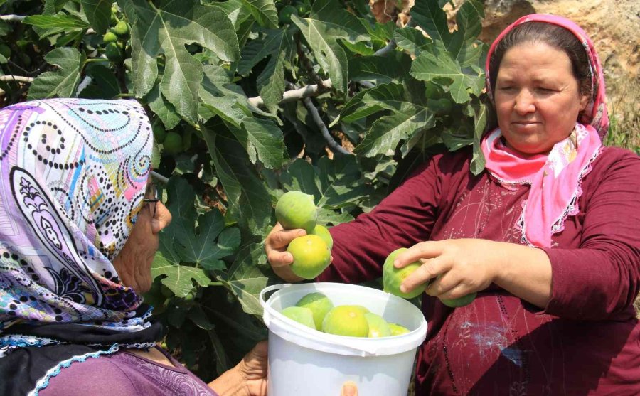 Erkenci İncirde Hasat Bir Ağaç Gelir Kapısı Oldu