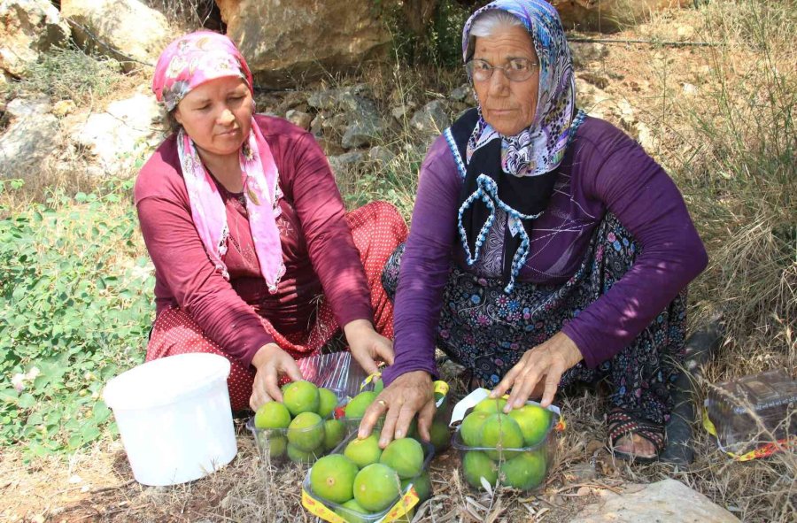 Erkenci İncirde Hasat Bir Ağaç Gelir Kapısı Oldu