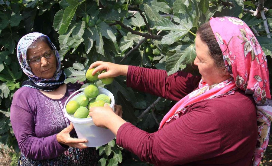 Erkenci İncirde Hasat Bir Ağaç Gelir Kapısı Oldu