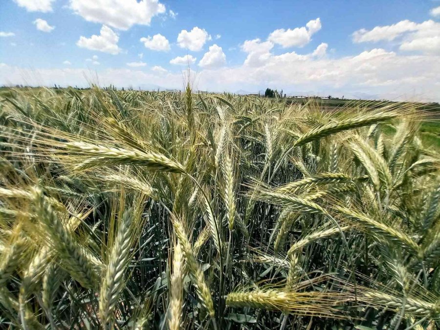 Tahıl Ambarı Konya, Tohum Üretim Merkezi Oldu